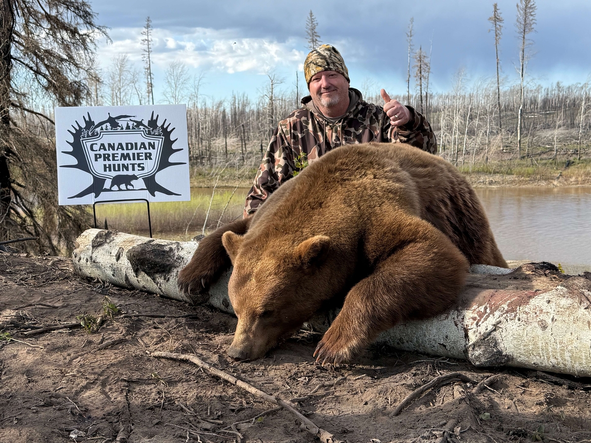 Cinnamon Color Phase Bear hunted with Canadian Premier Outfitters in Alberta, Canada